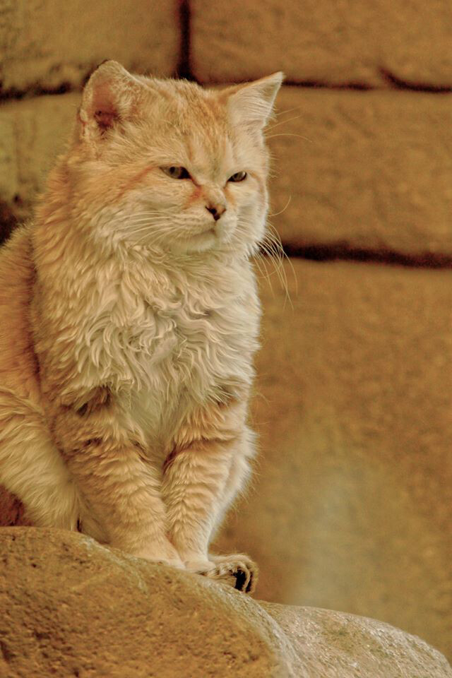 一只被称为“先生”的沙漠猫：独处时玩世不恭，恋爱时却柔情似水-WordPress主题模板-zibll子比主题官方演示