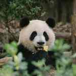 东华的头像-WordPress主题模板-zibll子比主题