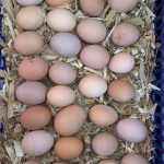 姚建龙的头像-WordPress主题模板-zibll子比主题