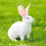 晚上的爸爸的头像-WordPress主题模板-zibll子比主题