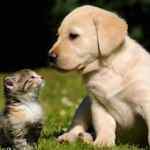 王先生づ的头像-WordPress主题模板-zibll子比主题