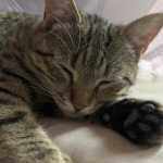 mengze的头像-WordPress主题模板-zibll子比主题