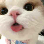 大陆凯子的头像-WordPress主题模板-zibll子比主题