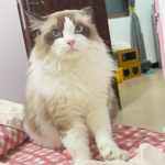 提米的头像-WordPress主题模板-zibll子比主题