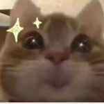 迷小喵~H的头像-WordPress主题模板-zibll子比主题