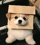 蒙了的头像-WordPress主题模板-zibll子比主题