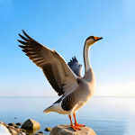 liaoyishanren的头像-WordPress主题模板-zibll子比主题